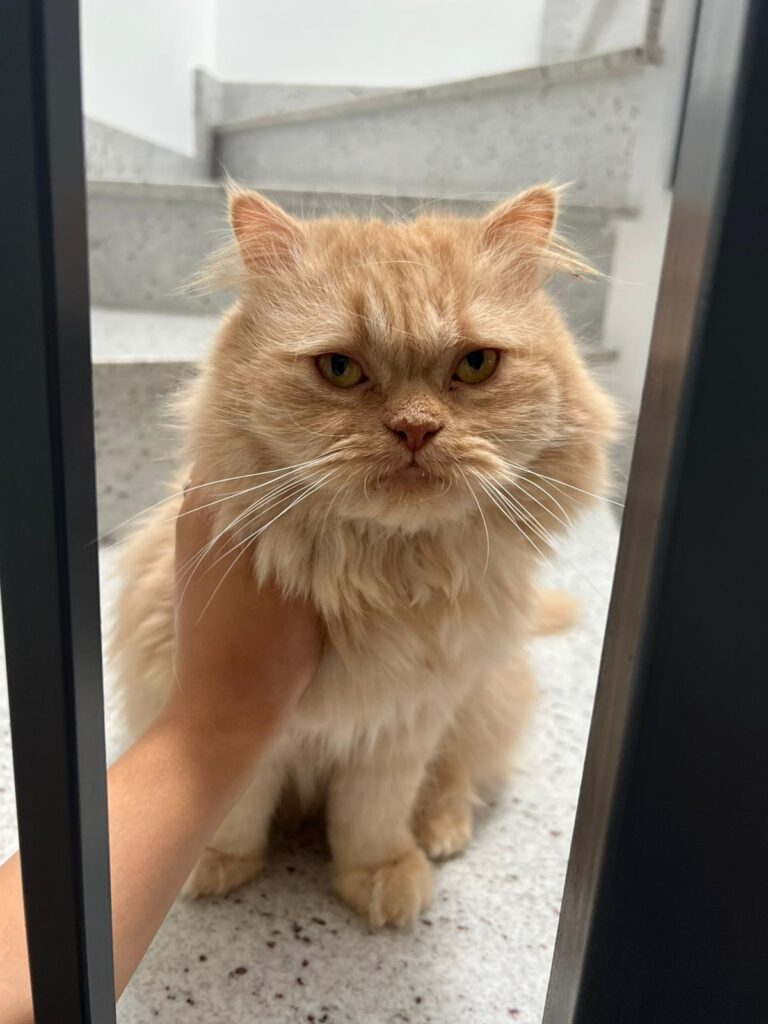 Eine süße Katze schaut sich Vivahawseo an